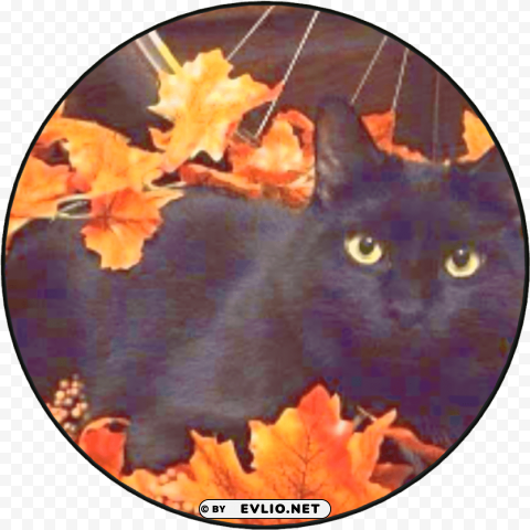 black cat autumn PNG transparent design diverse assortment PNG transparent with Clear Background ID bdcafd28