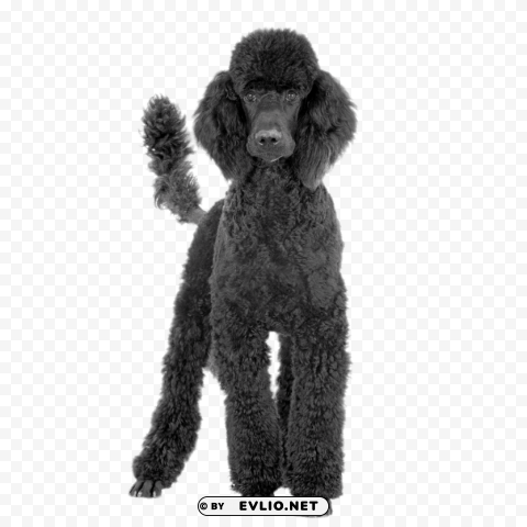 black poodle Isolated Graphic in Transparent PNG Format