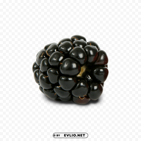blackberry Transparent PNG photos for projects