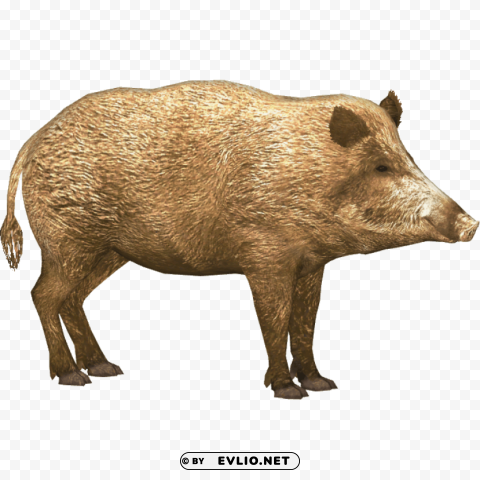 boar Isolated Character on Transparent Background PNG