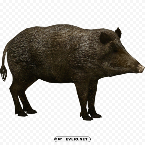 boar Isolated Character on Transparent PNG