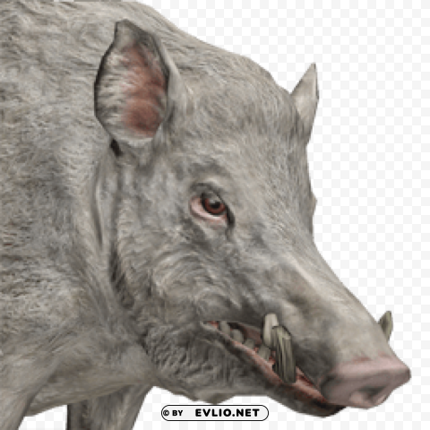 boar Isolated Design Element in HighQuality Transparent PNG png images background - Image ID 754a27fa
