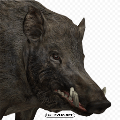 boar Isolated Design Element in PNG Format