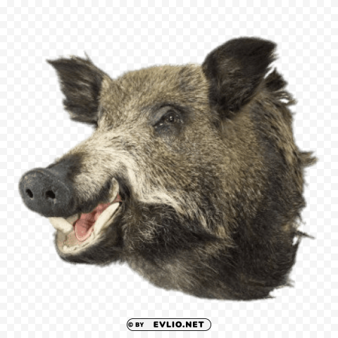 boar head Isolated Character on HighResolution PNG