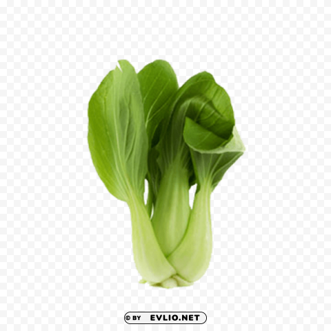 bok choy Isolated Subject with Transparent PNG