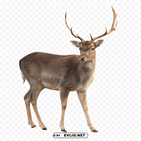 brown deer standing Isolated Object with Transparency in PNG