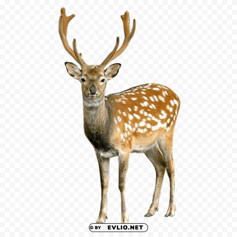 brown deer with white spots standing Isolated PNG Image with Transparent Background
