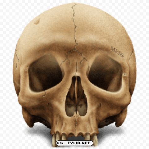 Brown Skull Isolated Illustration On Transparent PNG