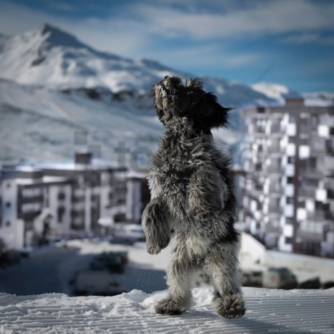 building dog jump snow wallpaper PNG Image Isolated with Clear Transparency