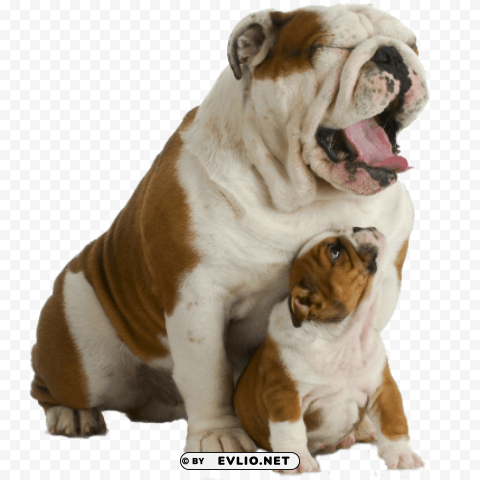 bulldog track wikipedi PNG transparent elements package