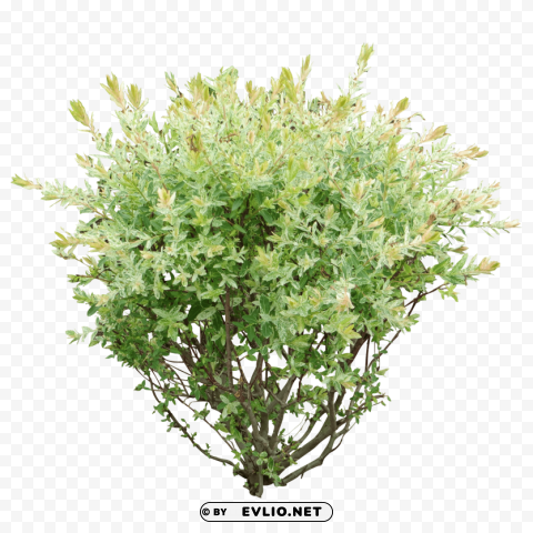 bush Free PNG images with alpha transparency compilation