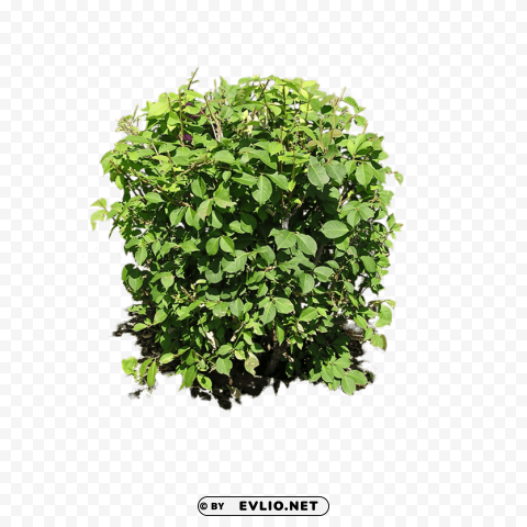 bush ClearCut Background PNG Isolated Item