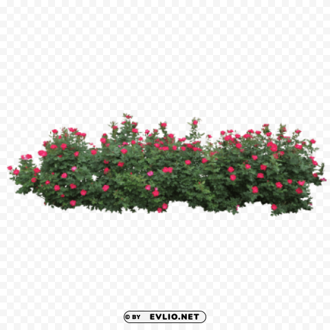 PNG image of bushes PNG transparent photos vast collection with a clear background - Image ID 72d88fbb