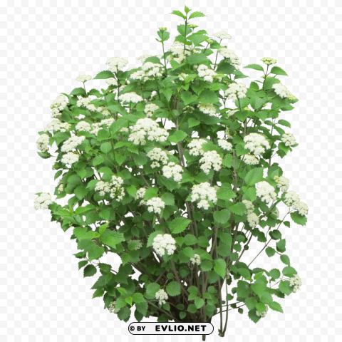 PNG image of bushes PNG transparent vectors with a clear background - Image ID 90279d3e
