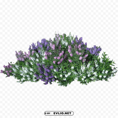 bushes transparent PNG with alpha channel