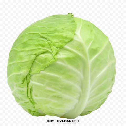 cabbage PNG with Isolated Object