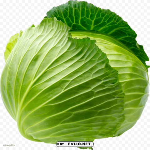 cabbage Isolated Design Element in PNG Format