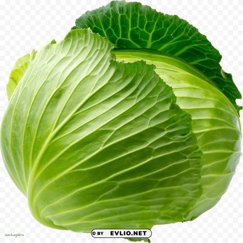 Cabbage Isolated Design Element In PNG Format