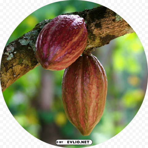 Cacao Transparent PNG Isolated Item With Detail