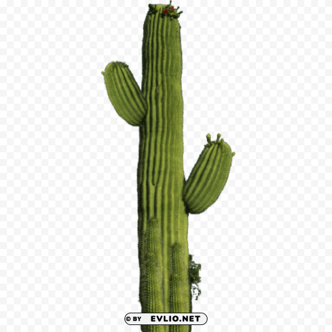 cactus Clear Background PNG Isolated Design
