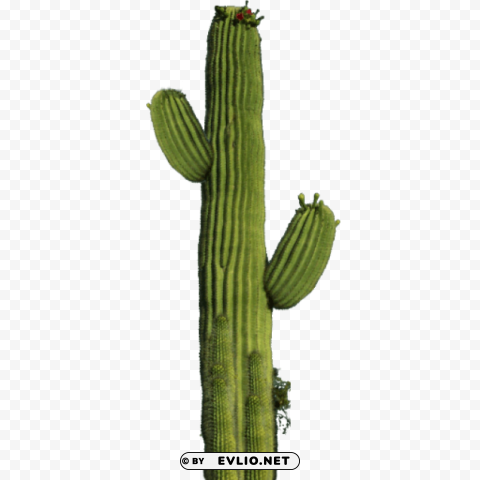 cactus 10 Transparent PNG stock photos