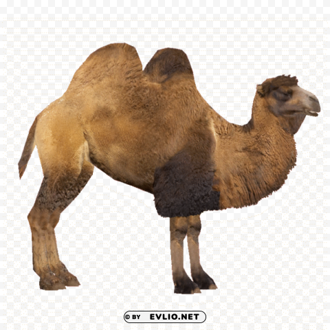 camel Isolated Object on Transparent Background in PNG
