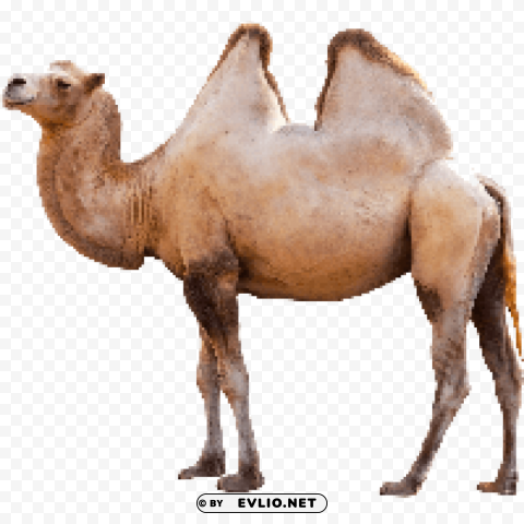 camel Isolated PNG Graphic with Transparency