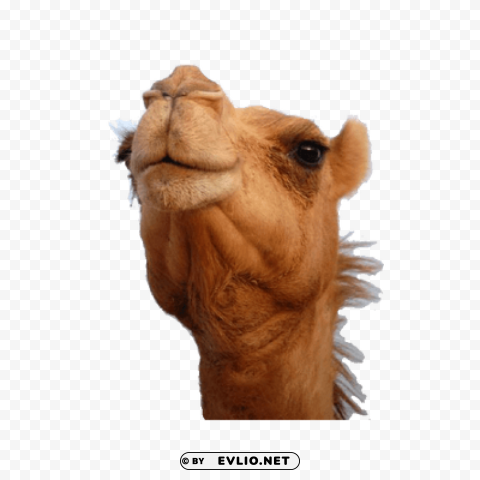 camel Isolated PNG Image with Transparent Background