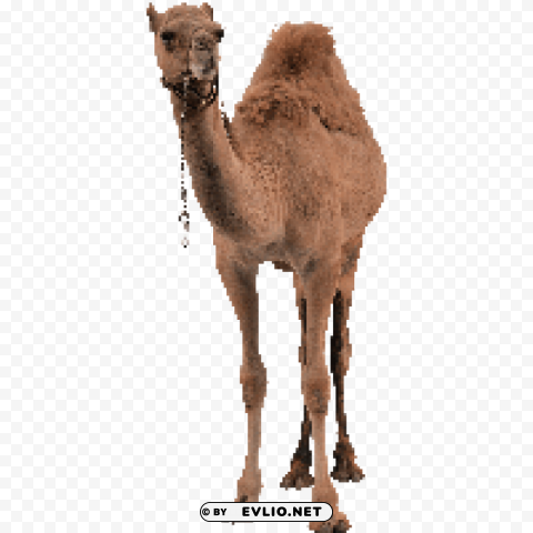 camel Isolated PNG Object with Clear Background