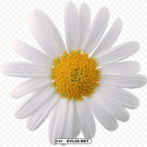 camomile PNG transparent photos for presentations