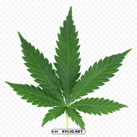 cannabis PNG with Isolated Transparency
