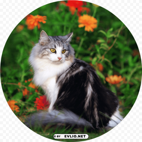 cat PNG images with no royalties PNG transparent with Clear Background ID 5acf3523