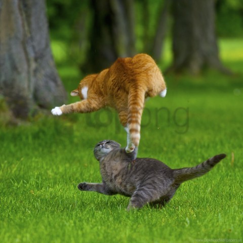 cat attacks grass lawn wallpaper PNG for Photoshop