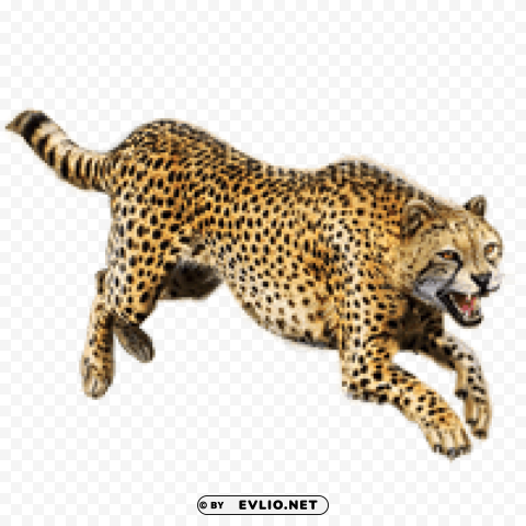 cheetah PNG for business use