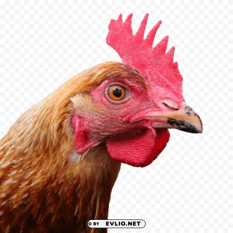 chicken PNG format with no background