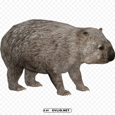 common wombat PNG Image with Isolated Artwork