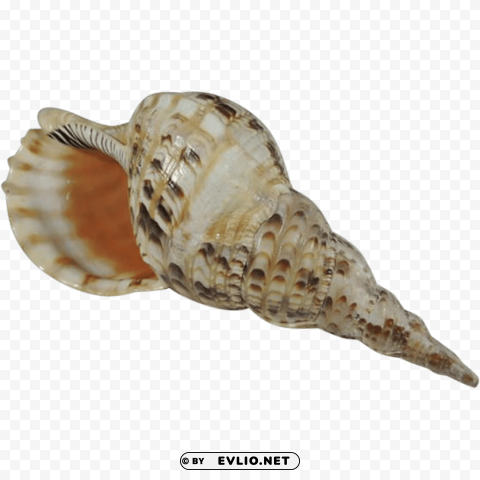conch PNG for business use