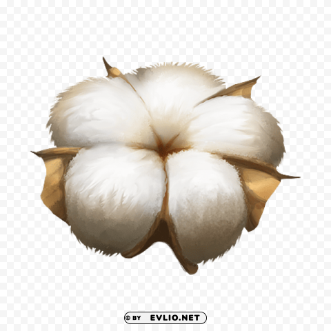 cotton plant Isolated Graphic on Transparent PNG