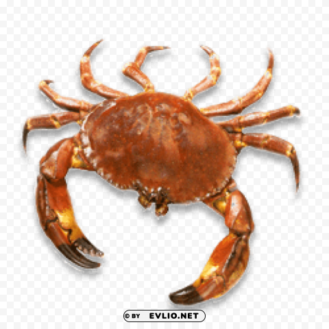 crab Isolated Artwork in Transparent PNG