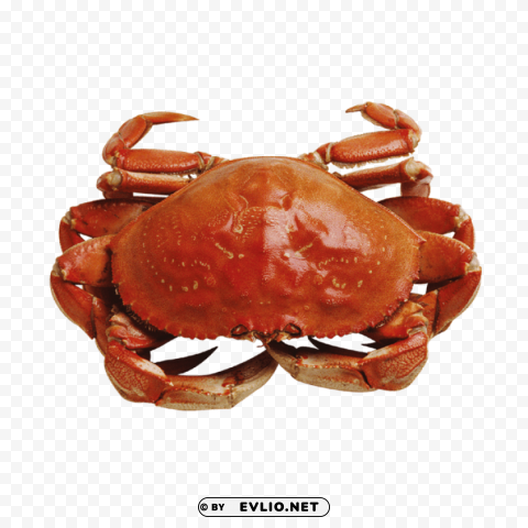 Crab Isolated Artwork On Transparent Background