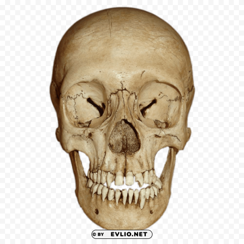 Transparent background PNG image of cranium front view PNG images without watermarks - Image ID 2b0eb4b9