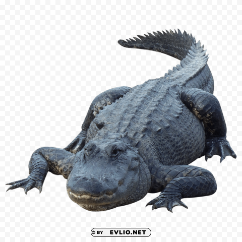 crocodile Isolated Element on Transparent PNG