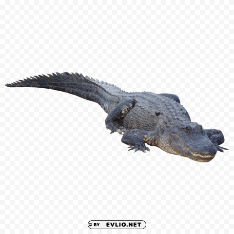 crocodile Isolated Element with Clear Background PNG