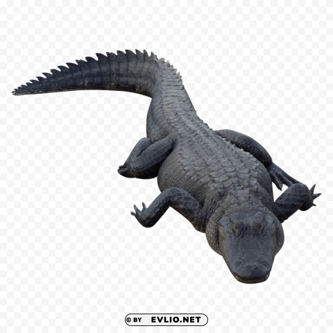 crocodile Isolated Element with Clear PNG Background