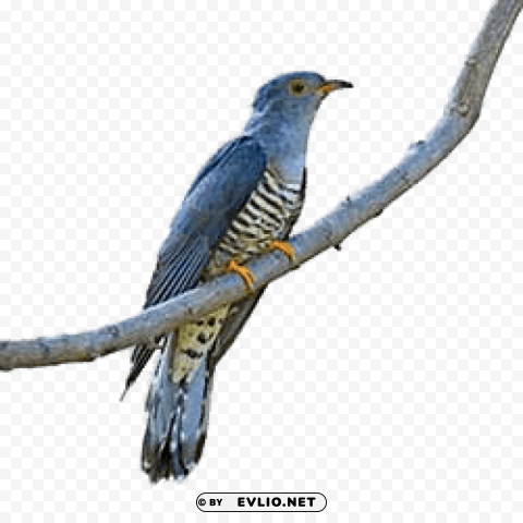 cuckoo on a branch PNG transparent photos for design