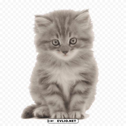 cute kittens High-resolution PNG