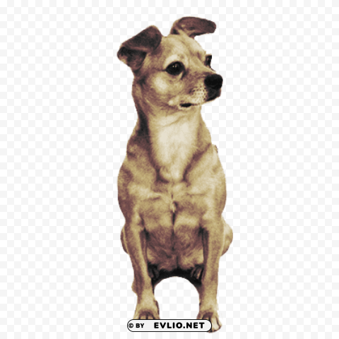 cute little dog looking right PNG files with no royalties