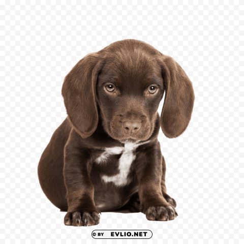 cute puppies free pictures Transparent graphics PNG