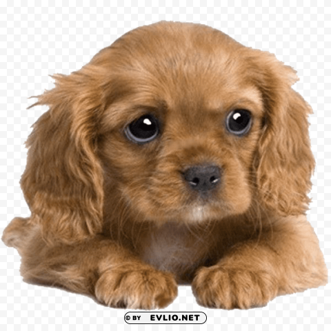 cute puppies pics Transparent PNG art