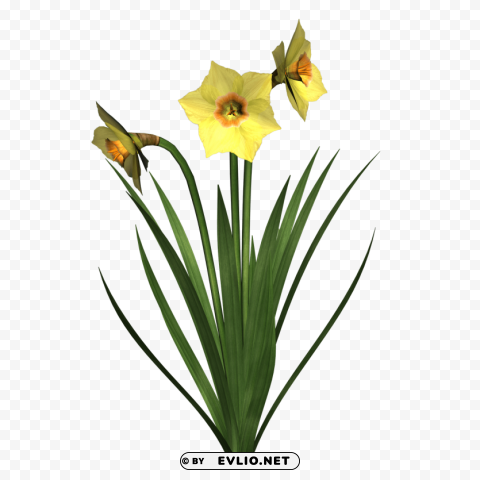 daffodils free PNG files with alpha channel